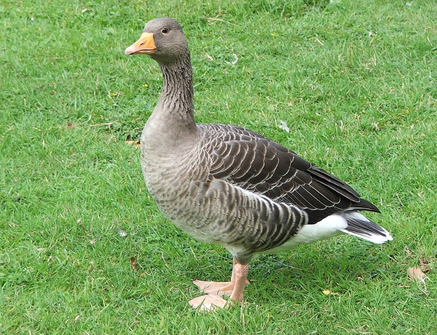 Goose — Greek Theatre Berkeley — Berkeley, CA — 2026-08-14